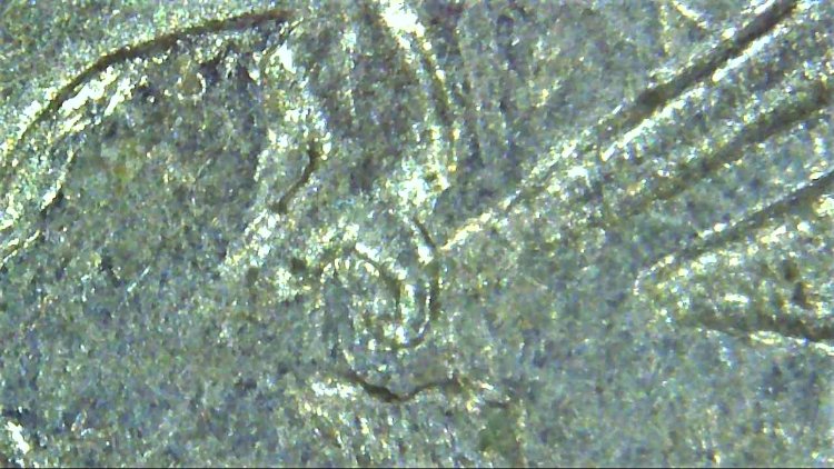 1990-D-Quarter-What-Is-This-Wrapped-Around-The-Stem-Of-The-Leaves?